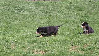 Entlebucher Mountain Dog Puppies For Sale [upl. by Adamsen]