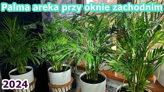 Palma areka przy oknie zachodnim  Dypsis lutescens [upl. by Arakawa]