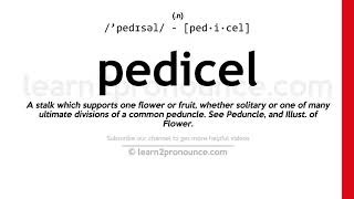 Pronunciation of Pedicel  Definition of Pedicel [upl. by Magnus]