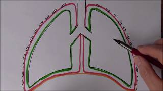 Respiratory System 4 Pressure changes during breathing [upl. by Morna897]