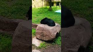 Himalayan or Asiatic Black Bear🐻Zoo ShortsTrendingFor more videos please do subscribe my channel [upl. by Adnawed]