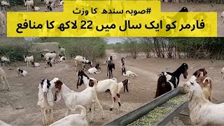 Goat Farm Business in Sindh  Goat Farming in Pakistan  Goat Farm Profit  Bakra Farm Business [upl. by Ettennad]