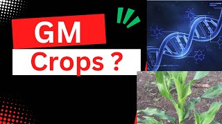 What are genetically modified crops  GM Crops [upl. by Kepner]