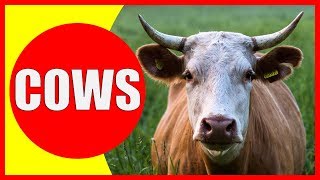 COW VIDEOS FOR KIDS  Facts about Cows for Children Preschoolers and Kindergarten [upl. by Calandria]