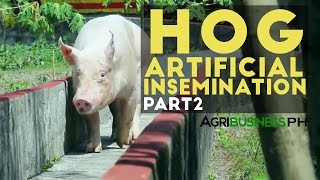 Hog Artificial Insemination Part 2  Hog Artificial Insemination  Agribusiness Philippines [upl. by Zedekiah]