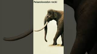 The Giant of the Past StraightTusked Elephant Facts You Didnt Know PrehistoricGiants Extinct [upl. by Pollack]