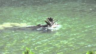 Diving Moose on Swiftcurrent Trail [upl. by Hali]