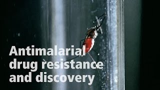 David Fidock on antimalarial drug resistance [upl. by Meibers]