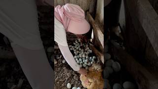 Amazing Chicken Eggs chicken eggs harvest viral animal poultry chickeneggs wildlife birds [upl. by Lam]