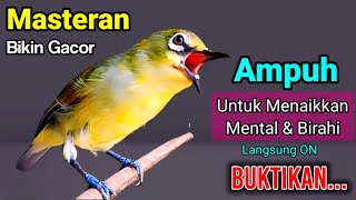 PLECI GACOR suara ngalas  PANCINGAN TERCEPAT MENGUNDANG BUNYI BURUNG PLECI SUPER AMPUH 💯 NYAUT [upl. by Atselec]