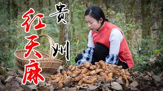 Use red gastrodia medicinal herbs to make Chinese food  没有叶子没有根的食材，胖嘟嘟的身体全身都是宝 红天麻【野小妹 wild girl】 [upl. by Kaenel]