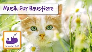 Entspannen Sie Ihre Katze mit dieser Musik  Originalmusik für Katzen [upl. by Thorsten199]