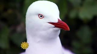 Silver Gulls of Australia [upl. by Pry]