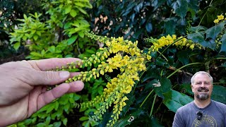 Winter Flowers for the Pollinators [upl. by Aaron596]