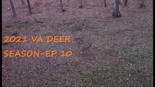 2021 VA DEER SEASONEP 10DECEMBER DEER HUNT IN VIRGINIA [upl. by Sherl]