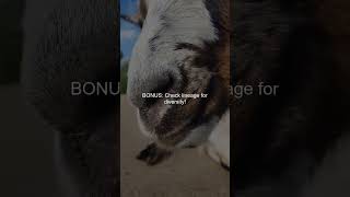 Unlock the Secrets Choose the Best Boer Goats for Breeding or Miss Out [upl. by Atteyram]