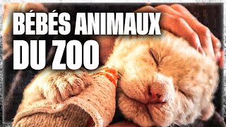 Naissances extraordinaires au zoo [upl. by Jacquelynn]