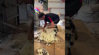 Shearing a sheep in 60 seconds [upl. by Lune539]