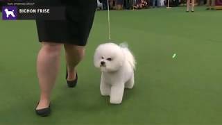 Bichons Frises  Breed Judging 2020 [upl. by Eedissac]