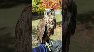 Lanner Falcon  Habibi ❤️ [upl. by Eustacia326]