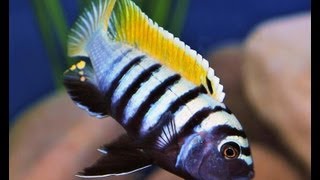 Cynotilapia Afra Jalo Reef [upl. by Gettings934]