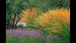 How to use Grasses in the GardenGarden Style nw [upl. by Altman509]