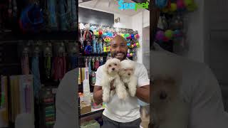 Que hermosos son los Bichón Maltés 🐶🐾 mascota bichónmaltés cachorro dog [upl. by Cherianne]