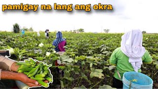 OKRA FARMING  10 PESOS 100 PIECES MAY KITA PA KAYA [upl. by Imerej]