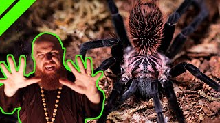 Top 10 TERRIFYING Tarantulas HUGE Spiders BAD Attitudes [upl. by Aisha718]