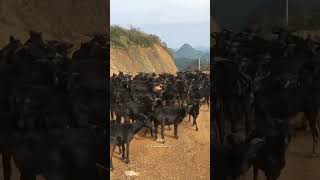 Goats funny edit video  Pahadi  Himachali comedy [upl. by Thorvald]