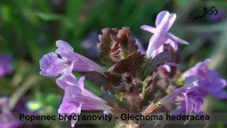 Popenec břečťanovitý  Glechoma hederacea [upl. by Jobina592]