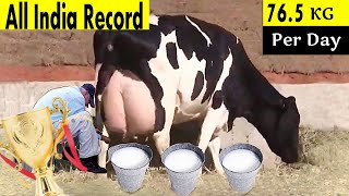 765 Kg per day milking record  Animal Pharma [upl. by Yllet]