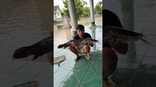 Saat Banjir Nyeser Di Depan Rumah Dapat Ikan Lele Berat 10 Kg nyeser lelemonster banjir lele [upl. by Allebara]