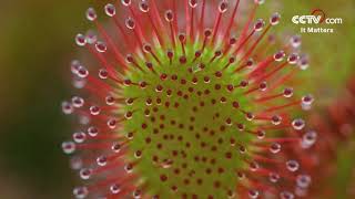 Drosera A magical plant that hunts insects CCTV English [upl. by Sigler]