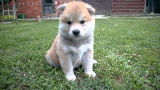 Akita Inu puppy [upl. by Aryamoy]