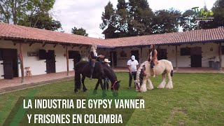 La industria de Gypsy Vanner y Frisones en Colombia  TvAgro por Juan Gonzalo Angel Restrepo [upl. by Iatnahs]