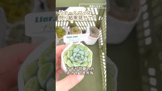 タニ友フェスタ炎の博記念堂狩り結果多肉植物succulentplants [upl. by Waylon822]