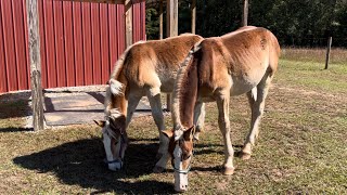 DRAFT HORSES  The Belgian colts have worms [upl. by Nodarb]