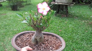 Transplanting Desert Rose Bonsai  Adenium [upl. by Essa]