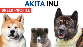 Akita Breed Profile History  Price  Traits  Akita Inu Grooming Needs  Lifespan [upl. by Azral917]