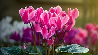 CYCLAMEN PROPAGATION FROM SEEDS  Germination period care [upl. by Fontana]