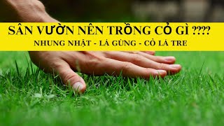 Giống cỏ sân vườn nhung nhật và cỏ lá gừng thái [upl. by Karin405]