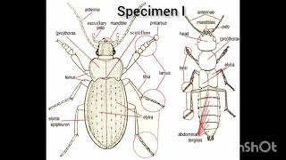 WAEC 2024 Agricultural Science practical specimen Agric science practical Explained [upl. by Tanya]