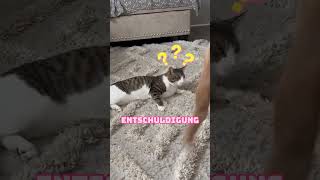 Hund gemobbt Katze [upl. by Sirtemed]