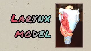 LARYNX MODEL BLOCK 3  Thorax Anatomy [upl. by Sofie]