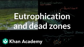 Eutrophication and dead zones  Ecology  Khan Academy [upl. by Atiugal819]