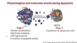 APOPTOSIS1 [upl. by Schweiker47]