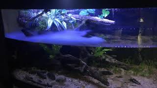 Planted snakehead tank [upl. by Nosyla]