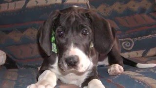 Great Dane Lovey 8 weeks  10 months [upl. by Edelstein566]