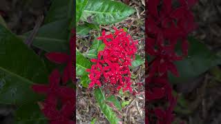 Ixora coccinea Flowers [upl. by Andryc]